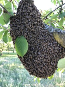 Es hängt ein Bienenschwarm im Kirschbaum an einem Ast